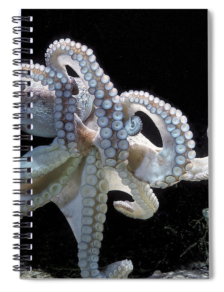 Common Octopus Spiral Notebook featuring the photograph Common Octopus by Jean-Michel Labat