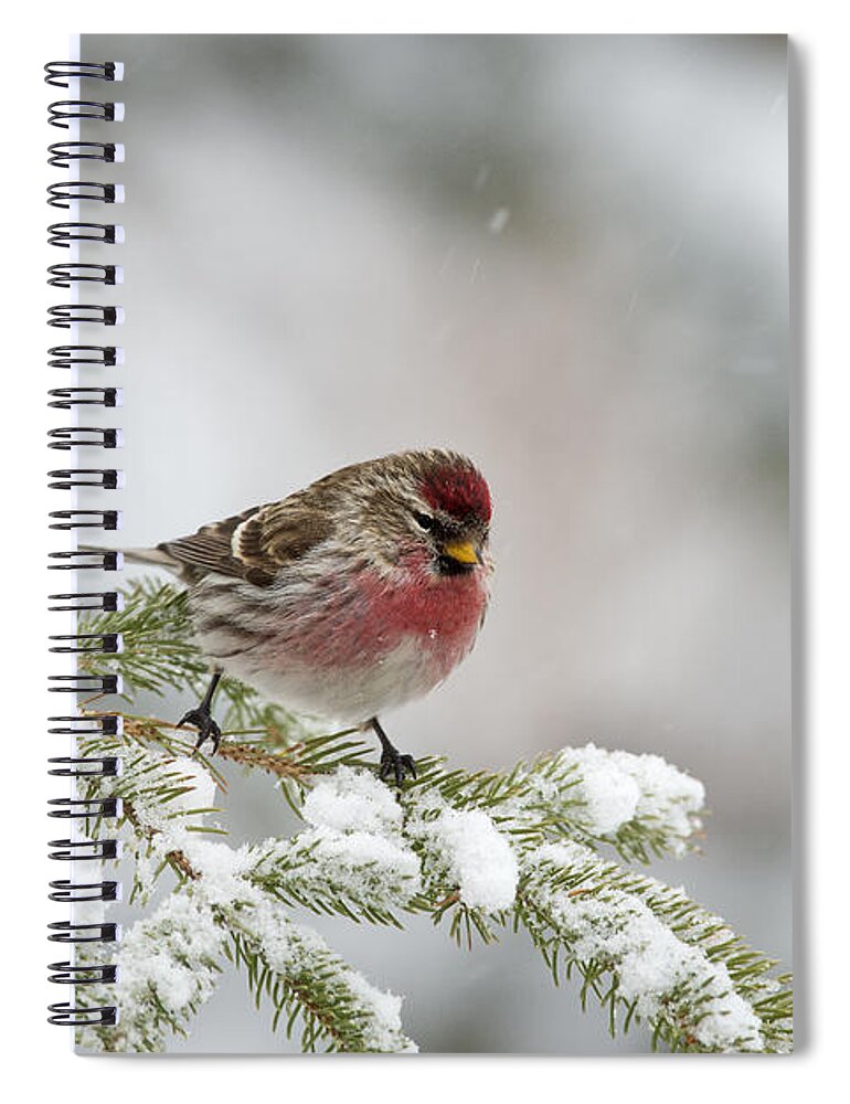 Feb0514 Spiral Notebook featuring the photograph Common Redpoll Male Nova Scotia Canada by Scott Leslie