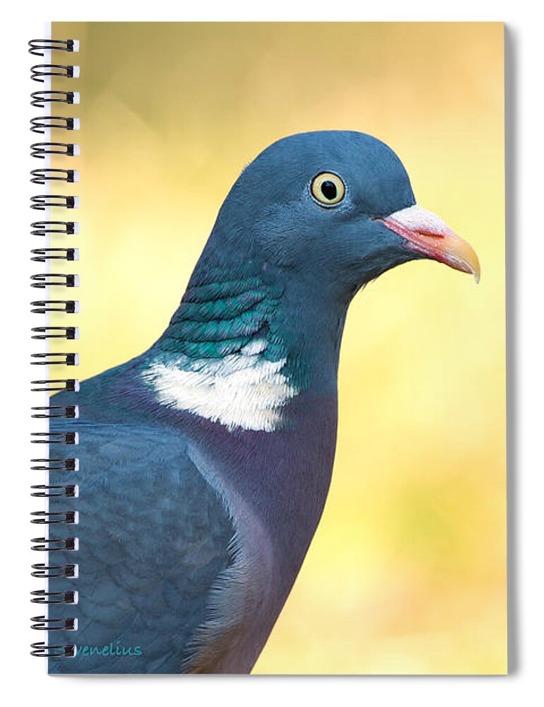 Common Wood Pigeon Spiral Notebook featuring the photograph Common Wood Pigeon by Torbjorn Swenelius