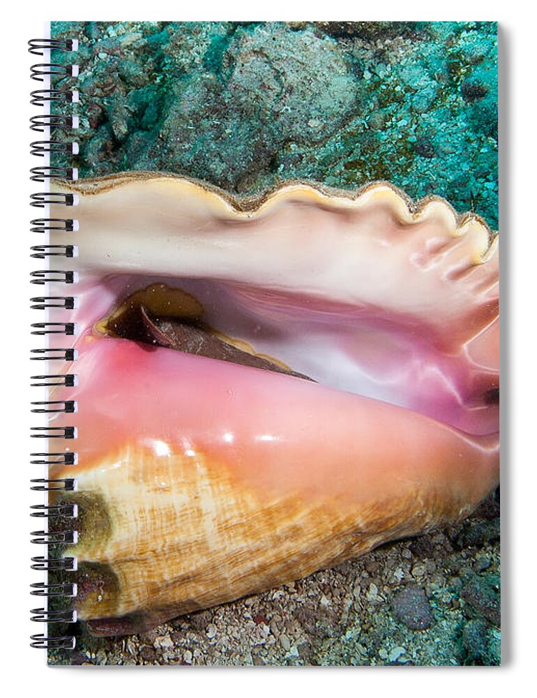 Belize Spiral Notebook featuring the photograph Conch by Jean Noren