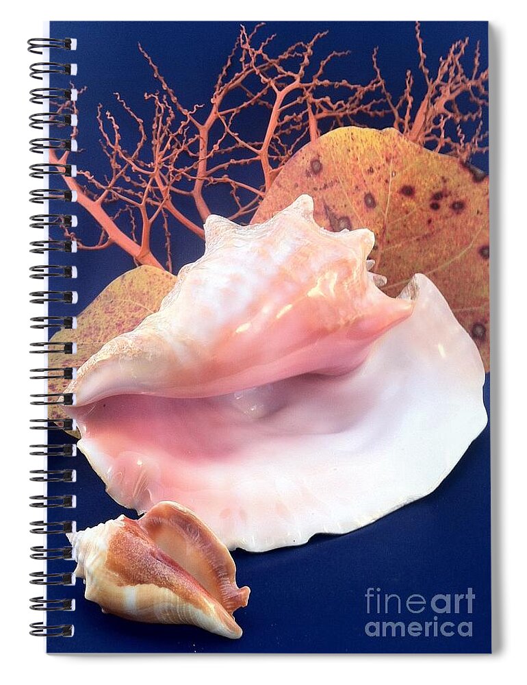 Conch Spiral Notebook featuring the photograph Conch Still Life by Barbie Corbett-Newmin