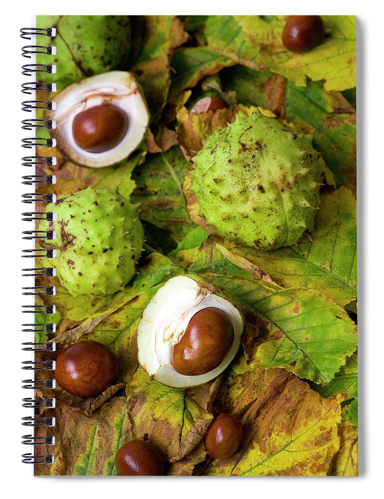 Horse Chestnut Seed Spiral Notebook featuring the photograph Conkers And Chestnut Leaves by Abzee