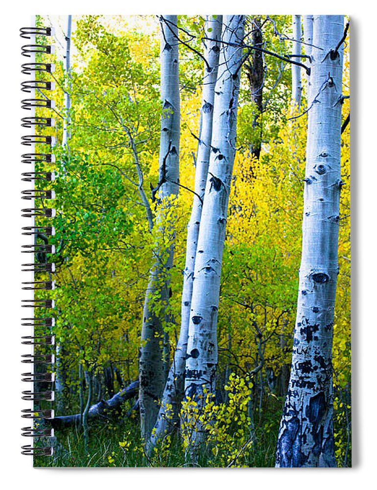 Convict Lake Spiral Notebook featuring the photograph Convict Lake Aspen Forest by Misty Tienken