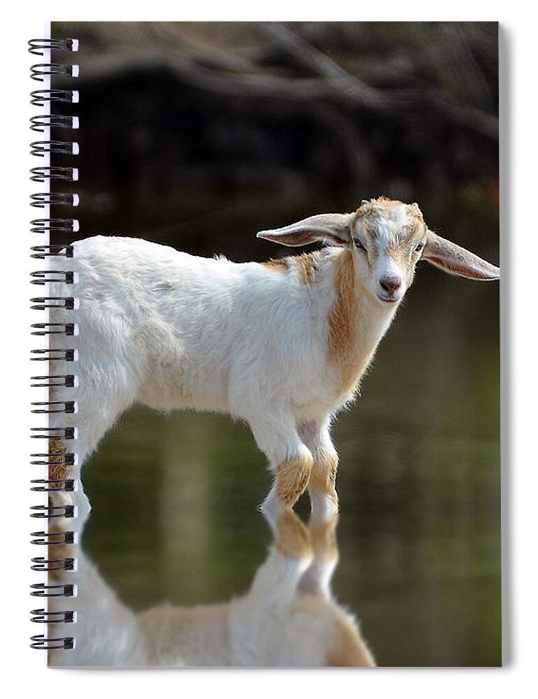 Goat Spiral Notebook featuring the photograph Cooling Down In A Pond by Kathy Baccari