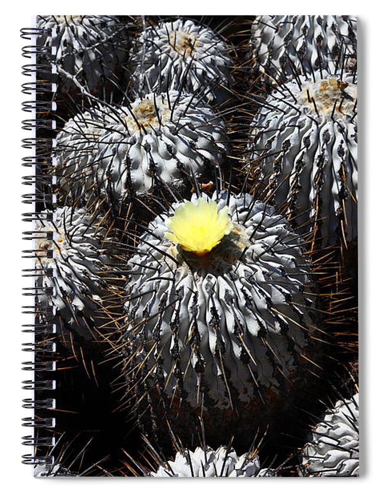 Cactus In Flower Spiral Notebook featuring the photograph Copiapoa cactus in flower by James Brunker
