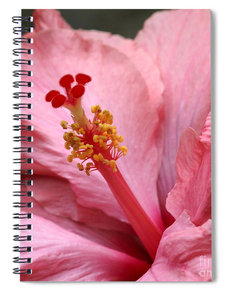 Flowers & Plants Spiral Notebook featuring the photograph Coral Hibiscus by Sabrina L Ryan