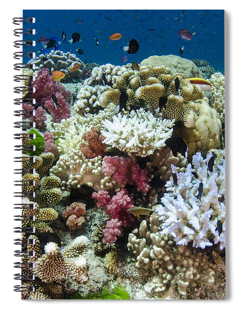 Pete Oxford Spiral Notebook featuring the photograph Coral Reef Diversity Fiji by Pete Oxford
