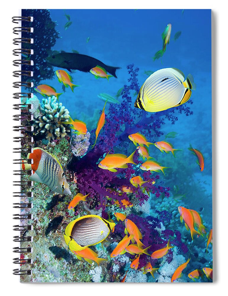 Butterflyfish Spiral Notebook featuring the photograph Coral Reef With Various Fish by Georgette Douwma