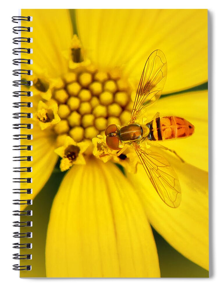 Coreopsis And Hoverfly Spiral Notebook featuring the photograph Coreopsis and hoverfly by Carolyn Derstine