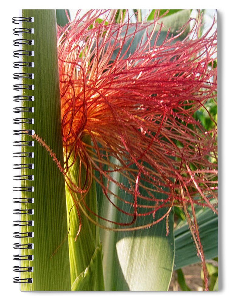 Floral Spiral Notebook featuring the photograph Corn Silk by Mary Lee Dereske