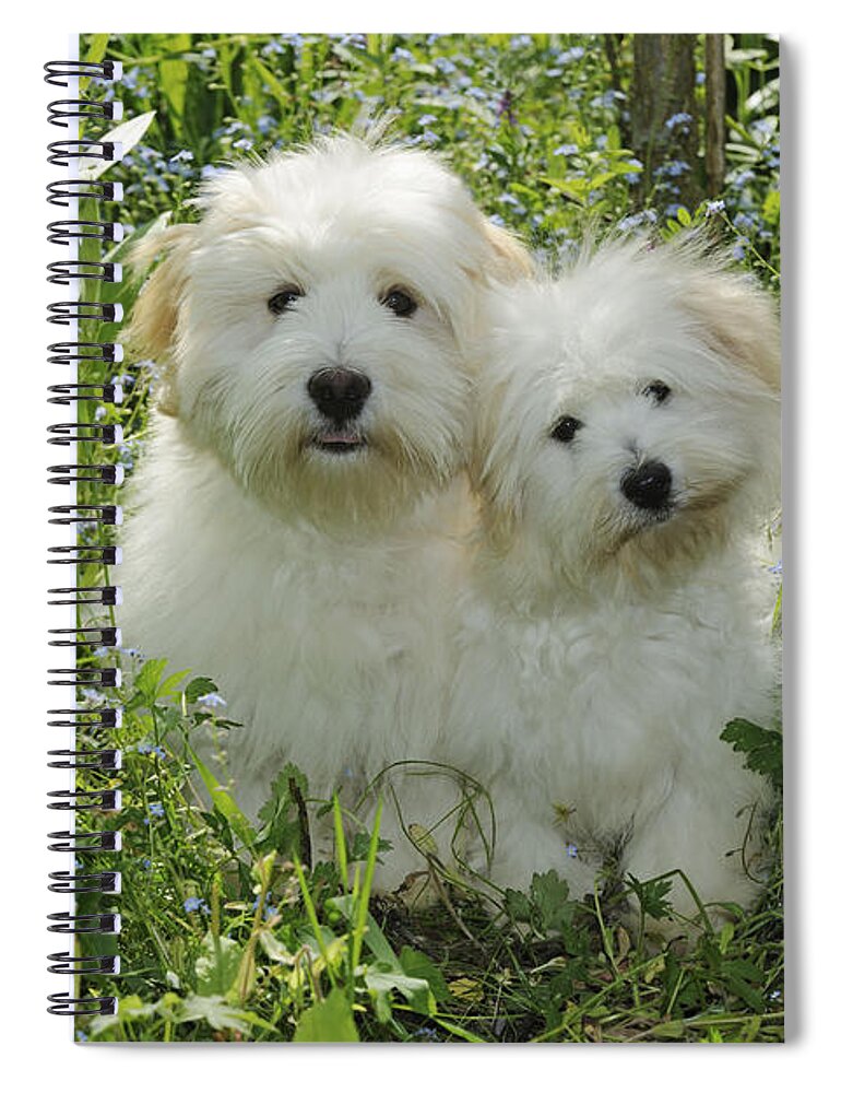 Dog Spiral Notebook featuring the photograph Coton De Tulear Dogs by John Daniels