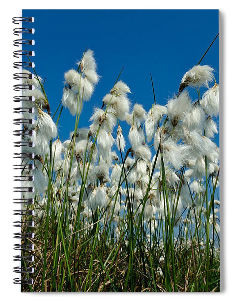 Cotton Grass Spiral Notebook featuring the photograph Cotton Grass by Willi Rolfes