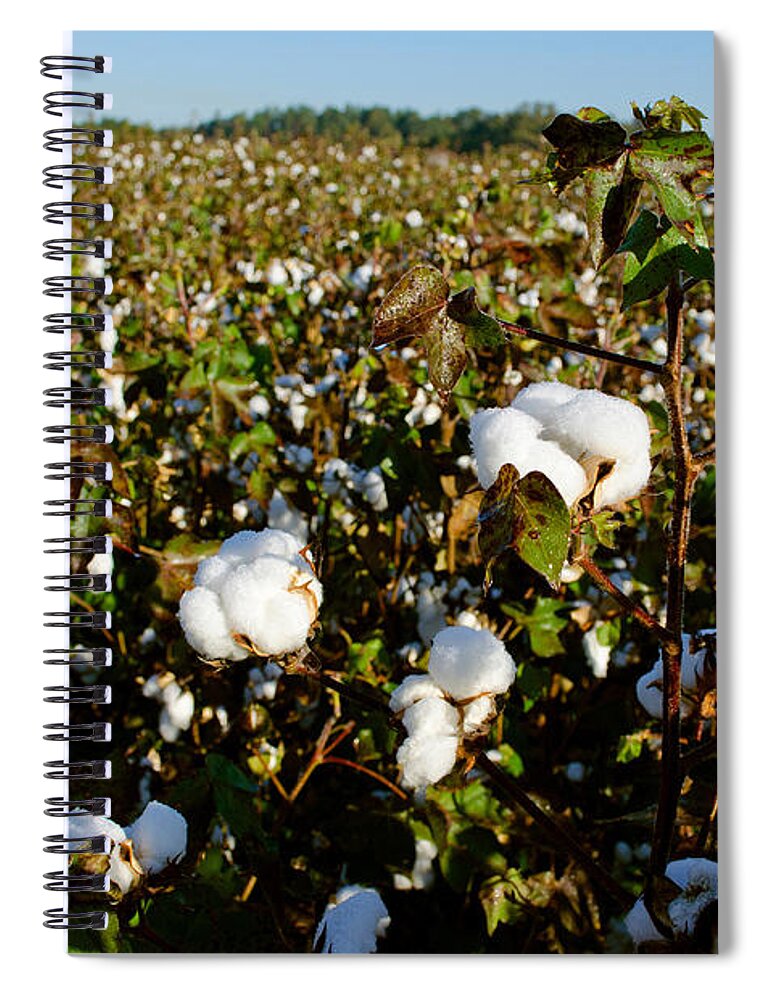 Agricultural Land Spiral Notebook featuring the photograph Cotton In South Carolina by Kenneth Murray