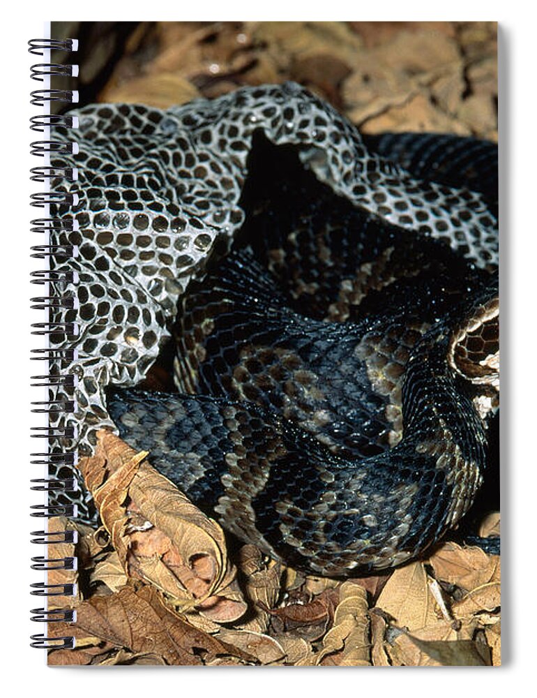 Agkistrodon Spiral Notebook featuring the photograph Cottonmouth Shedding by Karl H. Switak