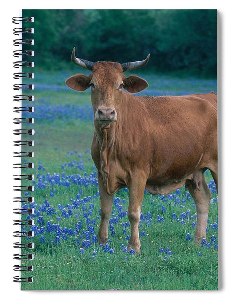 Fauna Spiral Notebook featuring the photograph Cow by Alan and Sandy Carey