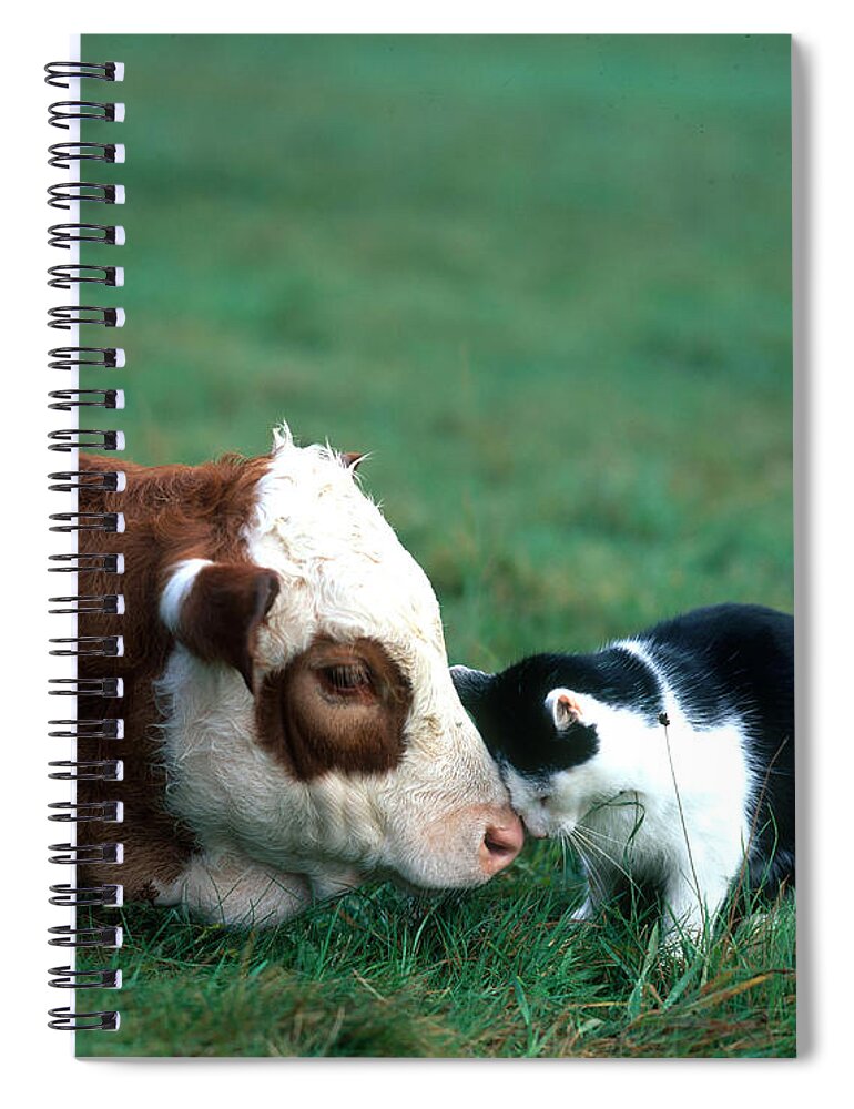 Animal Spiral Notebook featuring the photograph Cow And Cat by Hans Reinhard