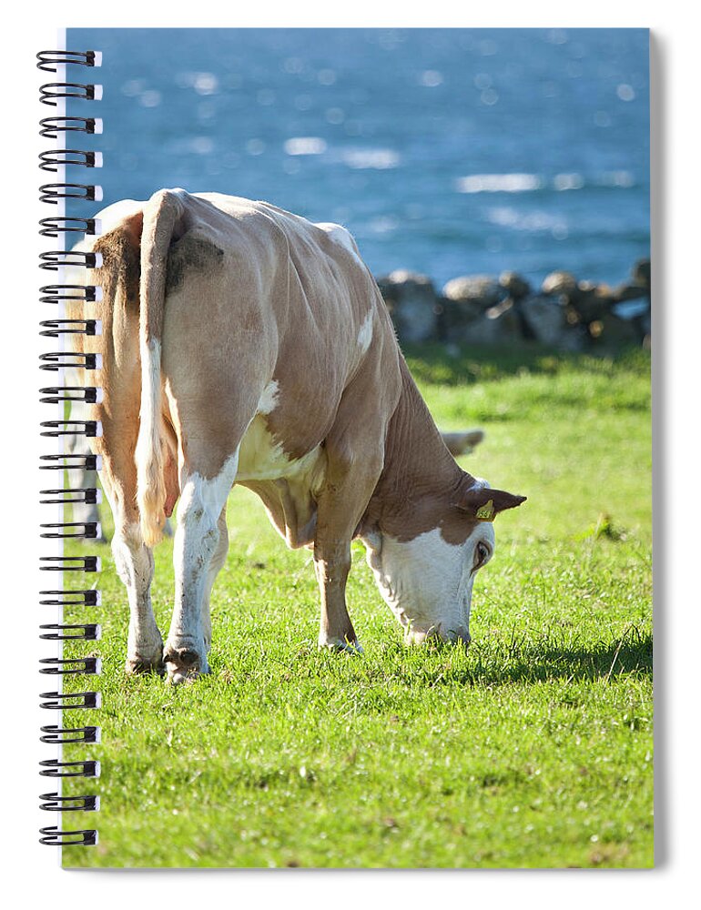 Grass Spiral Notebook featuring the photograph Cow by Firmafotografen