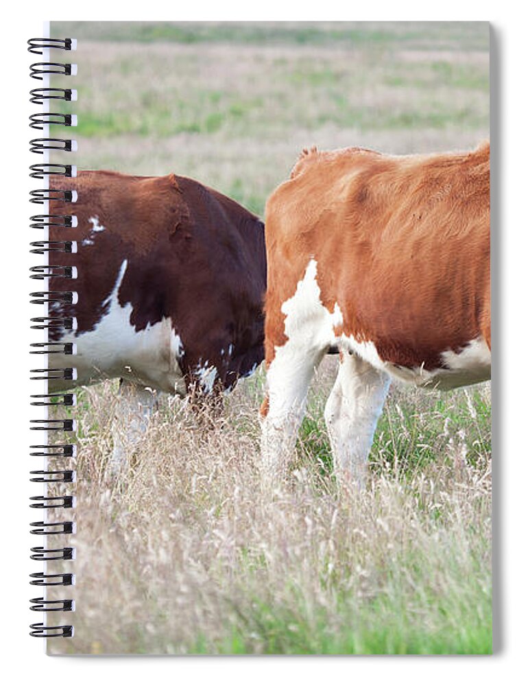 Grass Spiral Notebook featuring the photograph Cow Group by Firmafotografen