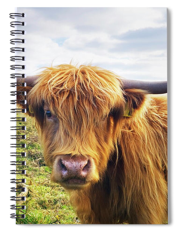 Horned Spiral Notebook featuring the photograph Cow by Johngollop