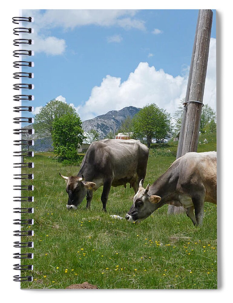 Cows Spiral Notebook featuring the photograph Cows - Durmitor National Park - Montenegro by Phil Banks
