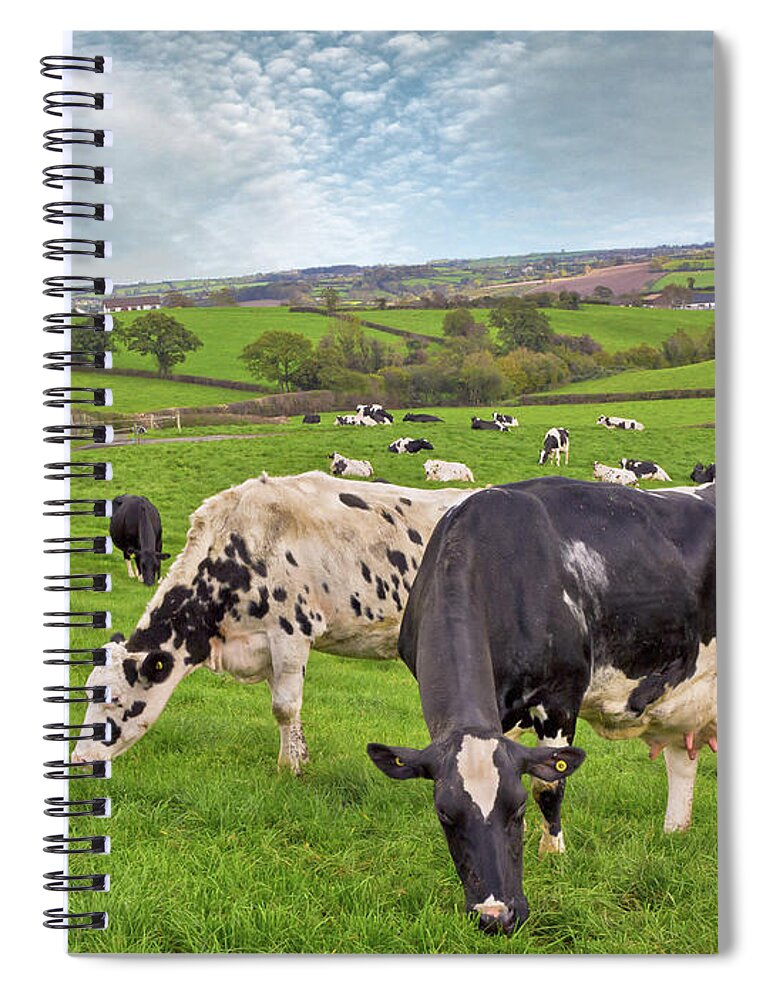 Scenics Spiral Notebook featuring the photograph Cows Grazing by Photograph Taken By Alan Hopps