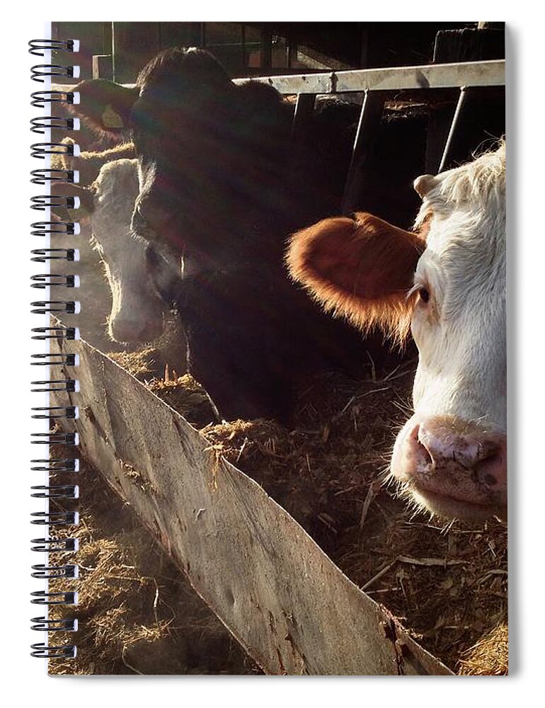 In A Row Spiral Notebook featuring the photograph Cows Looking Out Of A Barn by James Ephraums