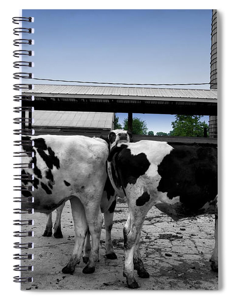 Animal Spiral Notebook featuring the photograph Cows Peek A Boo by Thomas Woolworth
