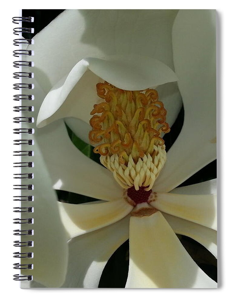 Macro Spiral Notebook featuring the photograph Coy Magnolia by Caryl J Bohn