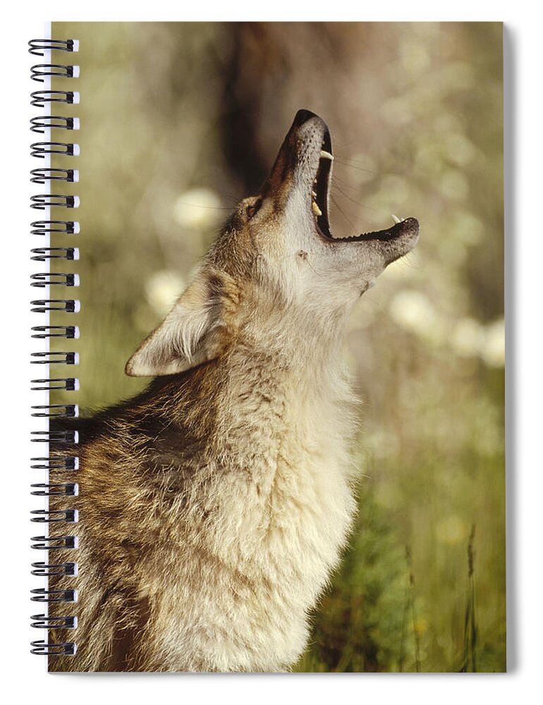 Feb0514 Spiral Notebook featuring the photograph Coyote Adult Howling North America by Tim Fitzharris