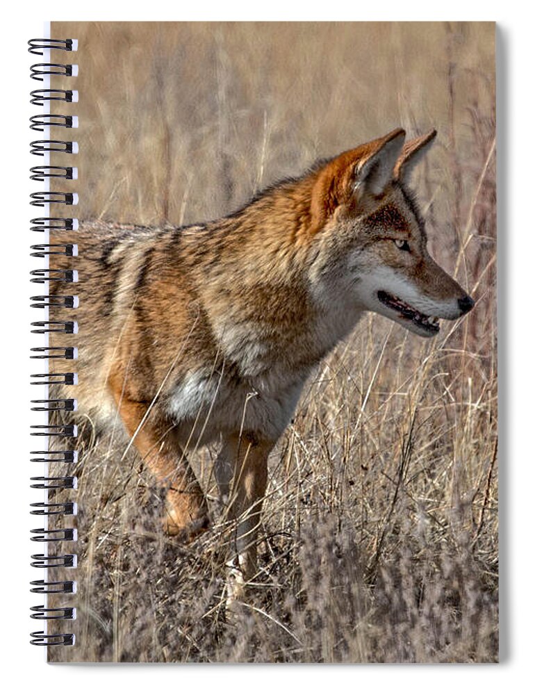 Coyote Spiral Notebook featuring the photograph Coyote on the Hunt by Dawn Key