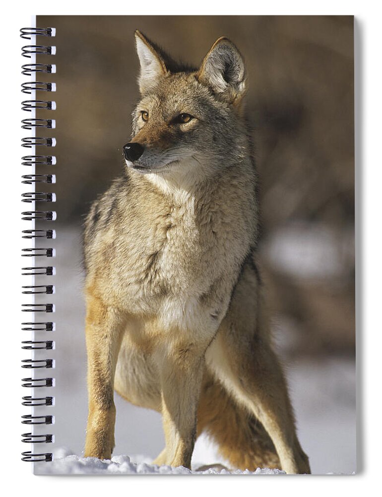 Feb0514 Spiral Notebook featuring the photograph Coyote Portrait In Winter Colorado by Konrad Wothe
