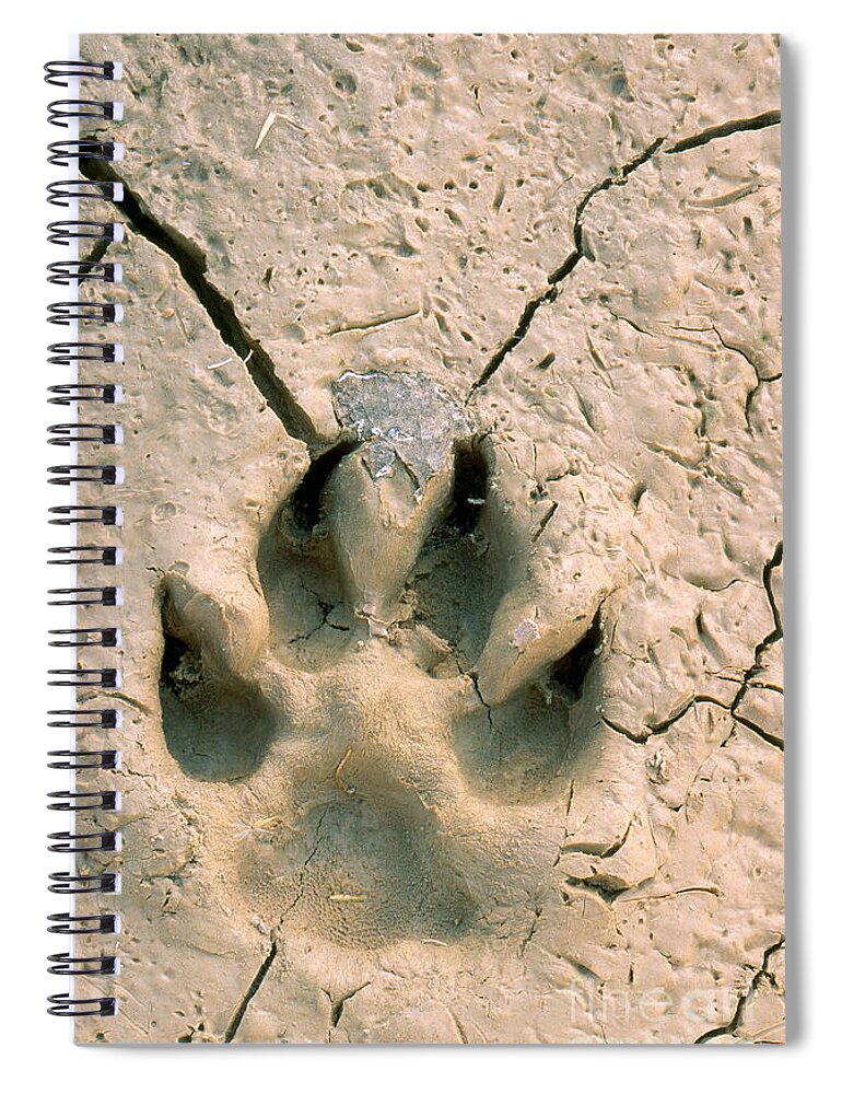 Coyote Print Spiral Notebook featuring the photograph Coyote Print by Rod Planck