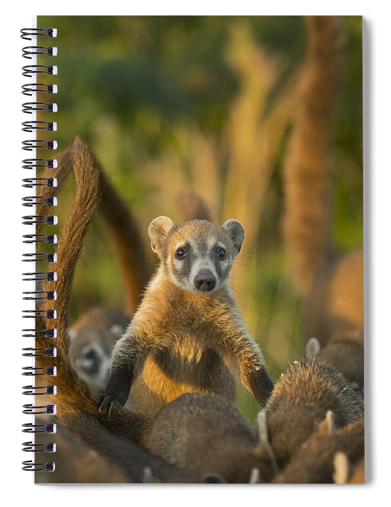 Kevin Schafer Spiral Notebook featuring the photograph Cozumel Island Coati Cozumel Island by Kevin Schafer