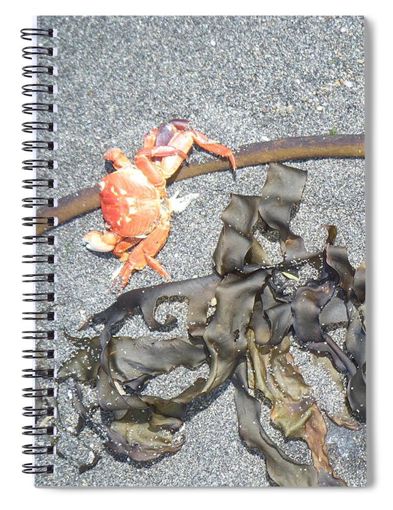 Crab Spiral Notebook featuring the photograph Crab And Seaweed by Ingrid Van Amsterdam