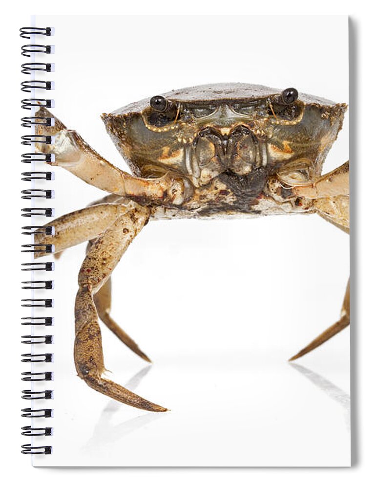 Feb0514 Spiral Notebook featuring the photograph Crab Suriname by Piotr Naskrecki
