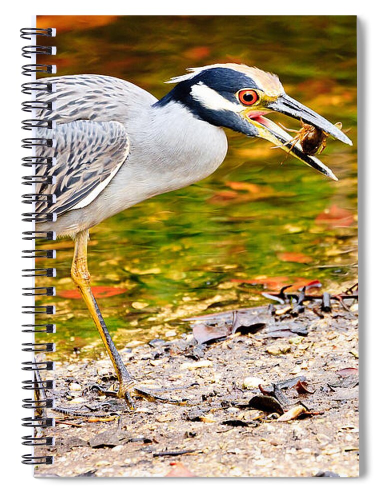 Yellow Crowned Night Heron Spiral Notebook featuring the photograph Crabbing in Florida by Ben Graham