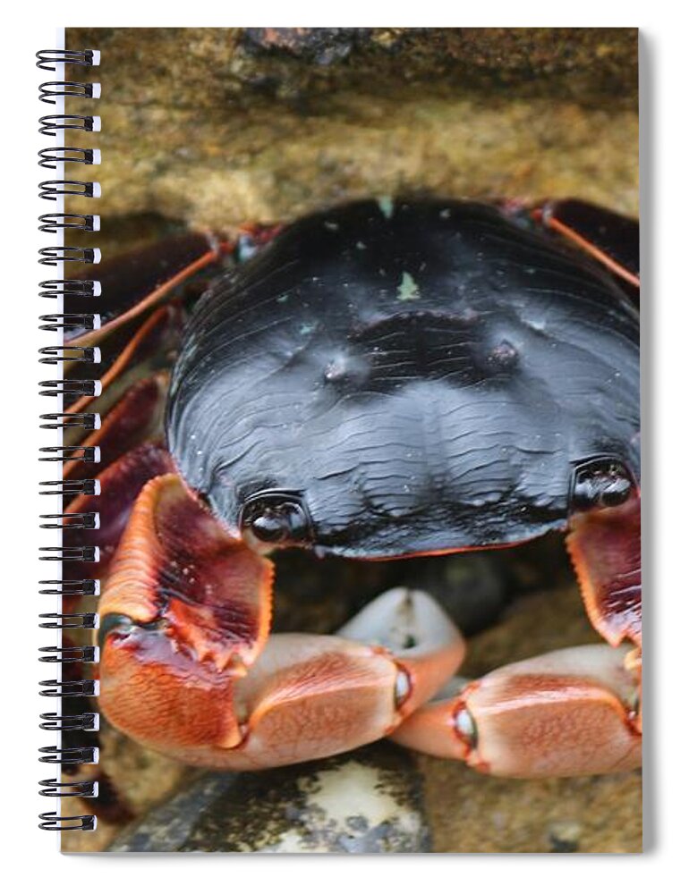 Wild Spiral Notebook featuring the photograph Crabby Pants by Christy Pooschke