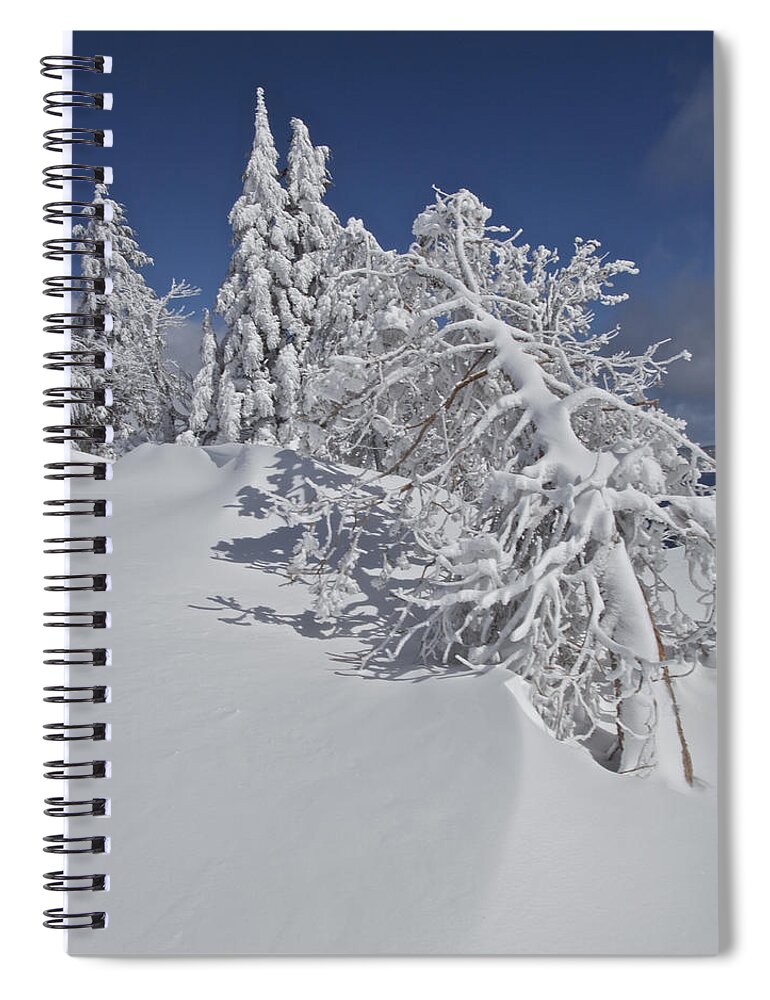 Crater Lake Spiral Notebook featuring the photograph Crater Lake Trees 2 by Todd Kreuter