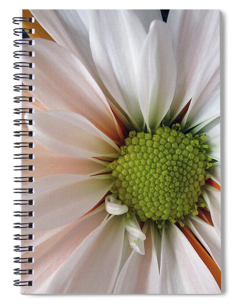 Daisy Spiral Notebook featuring the photograph Creamsicle by Jean OKeeffe Macro Abundance Art