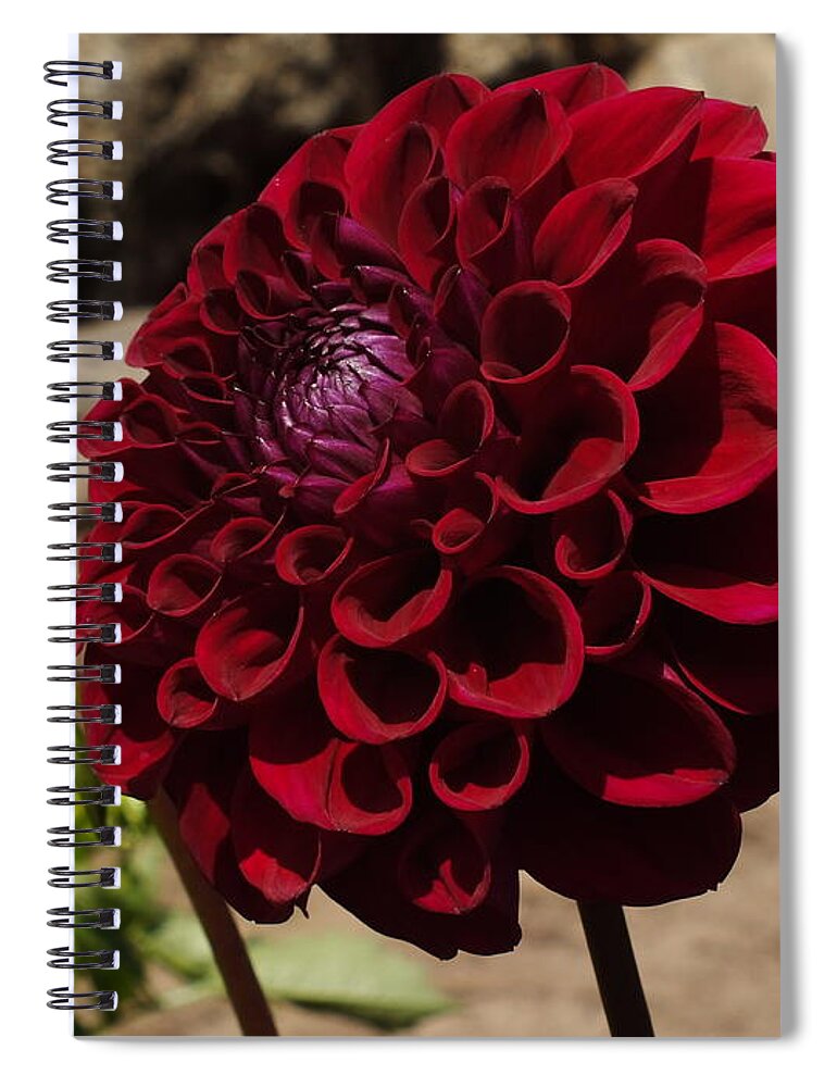 Dalia Spiral Notebook featuring the photograph Crimson Dalia by Yenni Harrison