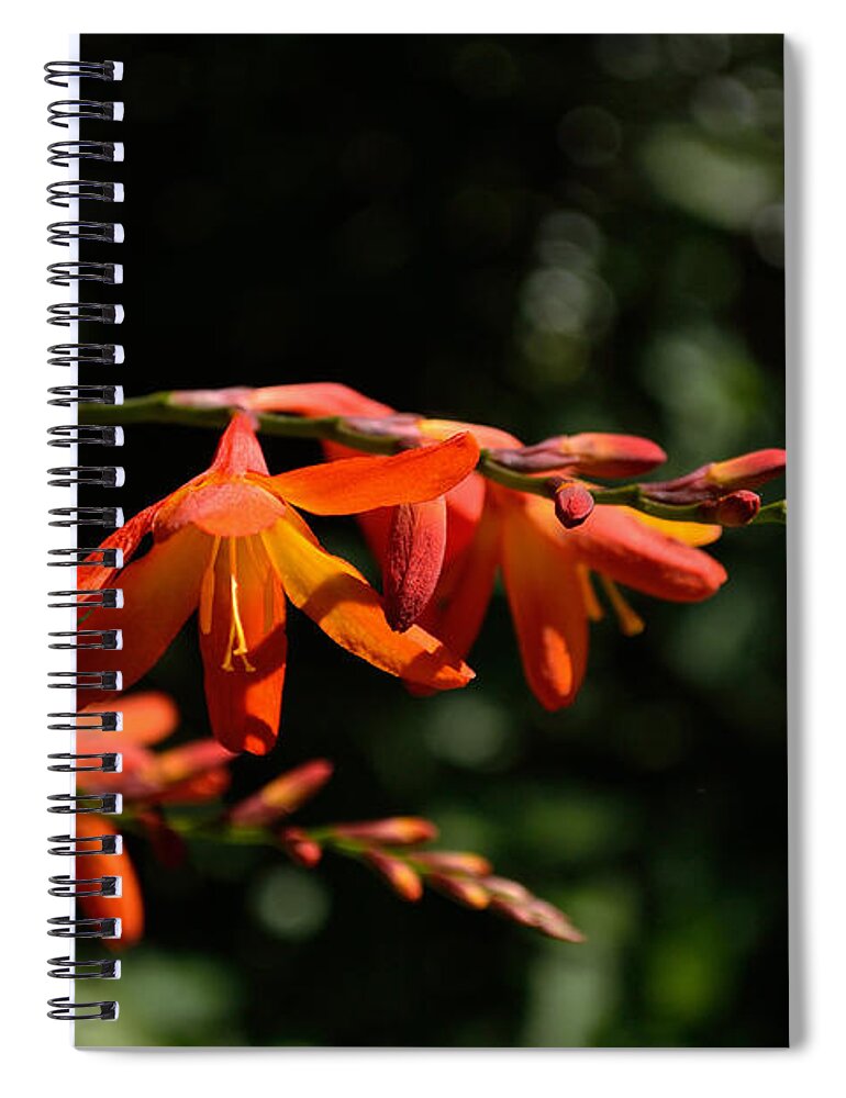Art Spiral Notebook featuring the photograph Crocosmia 'Dusky Maiden' Flowers by Scott Lyons