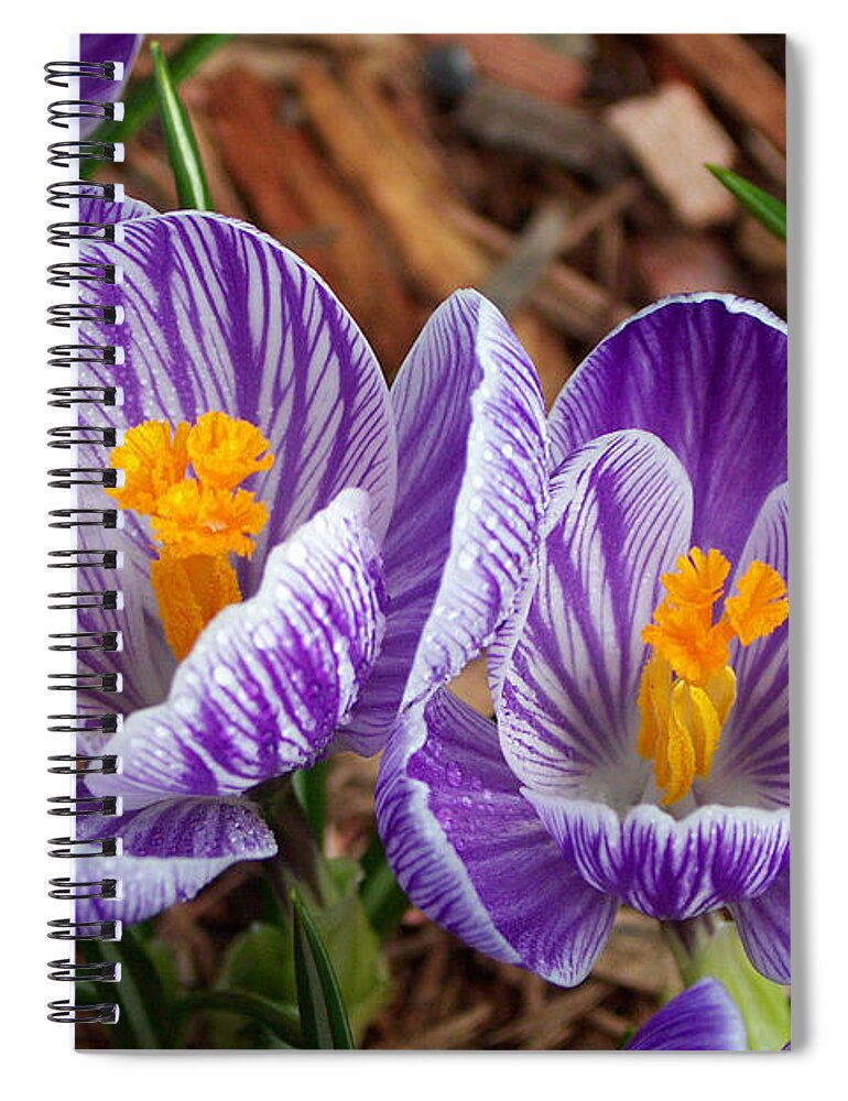 Anther Spiral Notebook featuring the photograph Crocus Giant Pickwick by Bonnie Sue Rauch