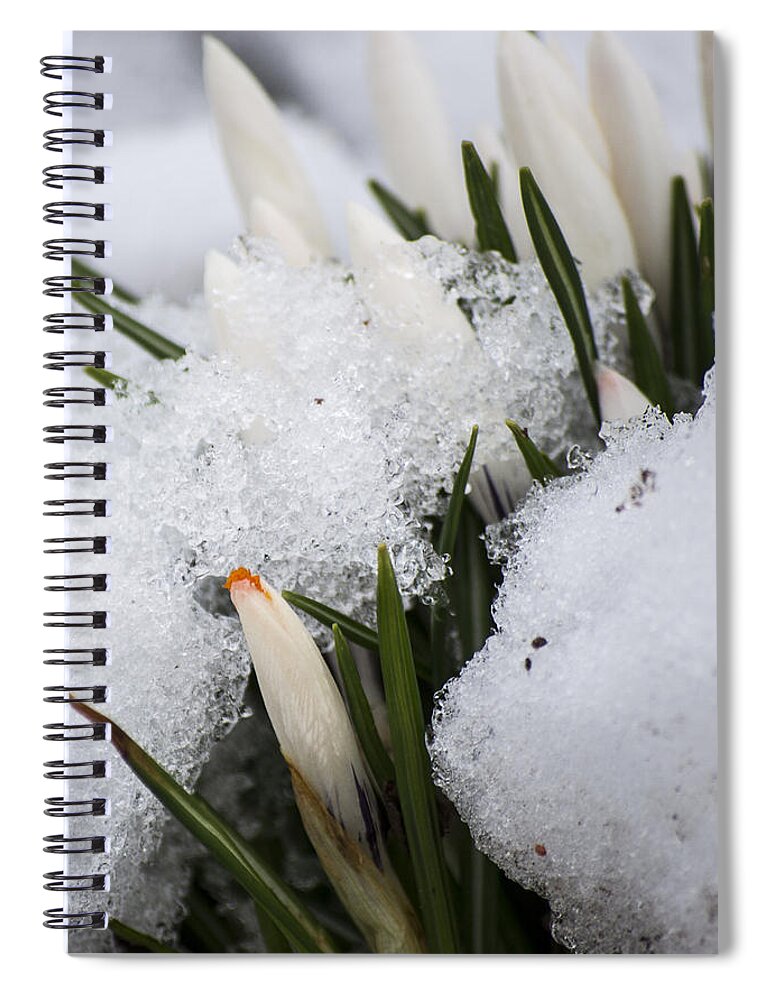 Crocus Spiral Notebook featuring the photograph Crocus by Spikey Mouse Photography