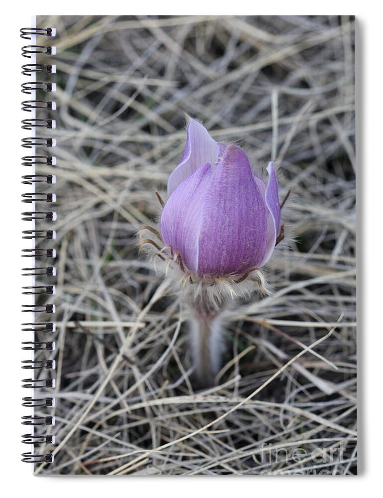 Portrait Spiral Notebook featuring the photograph Crocus Profile by Donna L Munro