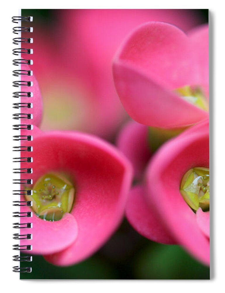 Somona Spiral Notebook featuring the photograph Crown of Thorns Photo by Meg Rousher