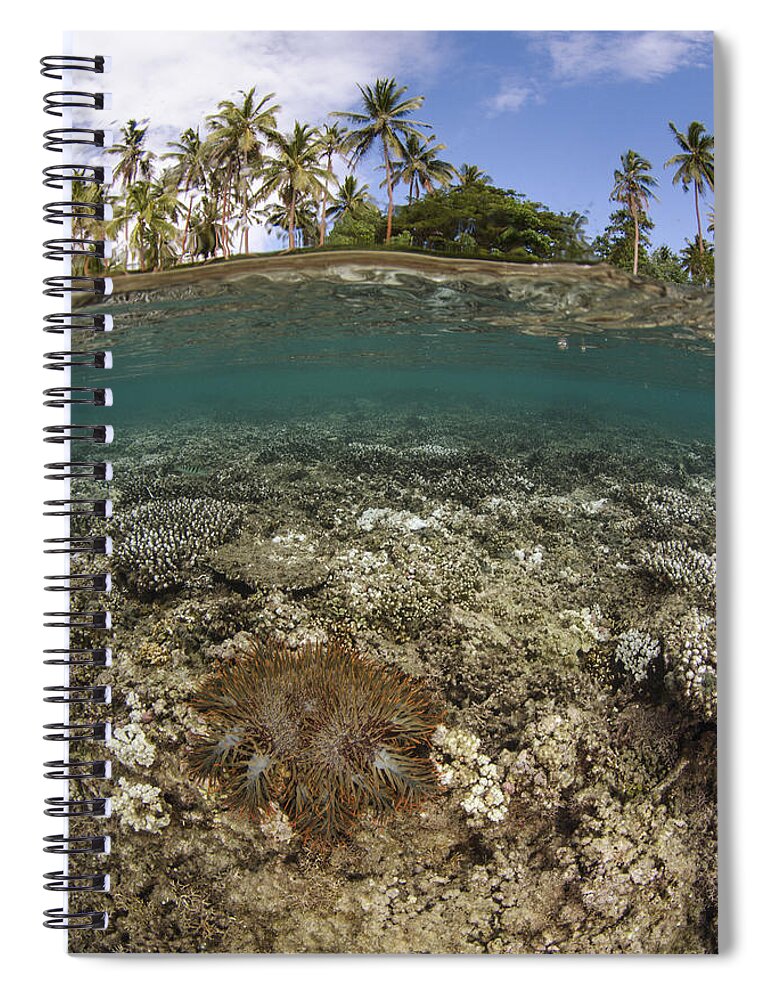 Pete Oxford Spiral Notebook featuring the photograph Crown-of-thorns Starfish Fiji by Pete Oxford