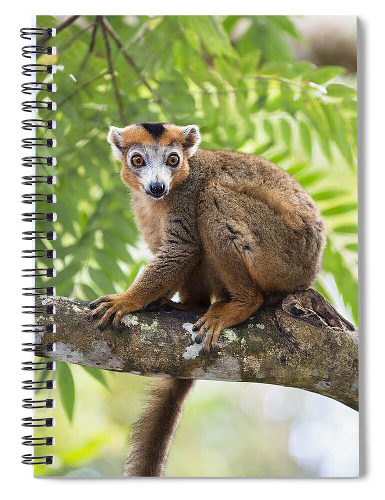 Feb0514 Spiral Notebook featuring the photograph Crowned Lemur Male Madagascar by Konrad Wothe