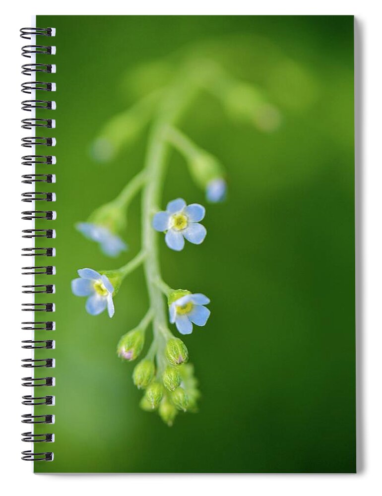 Outdoors Spiral Notebook featuring the photograph Cucumber Herb by Jun Okada