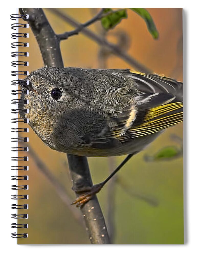 Yellow Spiral Notebook featuring the photograph Curiosity by Gary Holmes