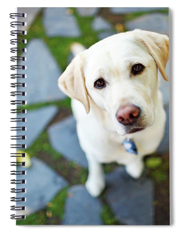 Pets Spiral Notebook featuring the photograph Curious Dog Looking Up by Purple Collar Pet Photography